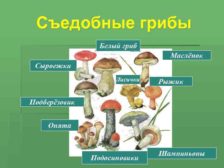 Съедобные грибы Белый гриб Маслёнок Сыроежки Лисички Рыжик Подберёзовик Опята Подосиновики Шампиньоны 