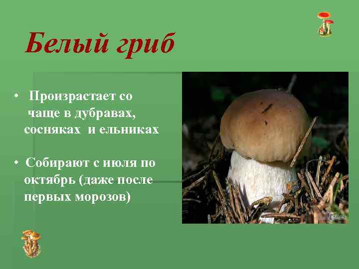 Белый гриб • Произрастает со чаще в дубравах, сосняках и ельниках • Собирают с