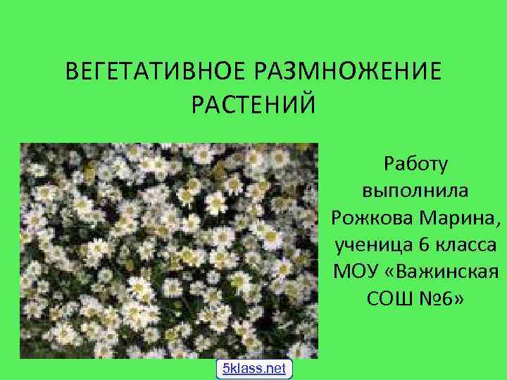 ВЕГЕТАТИВНОЕ РАЗМНОЖЕНИЕ РАСТЕНИЙ Работу выполнила Рожкова Марина, ученица 6 класса МОУ «Важинская СОШ №