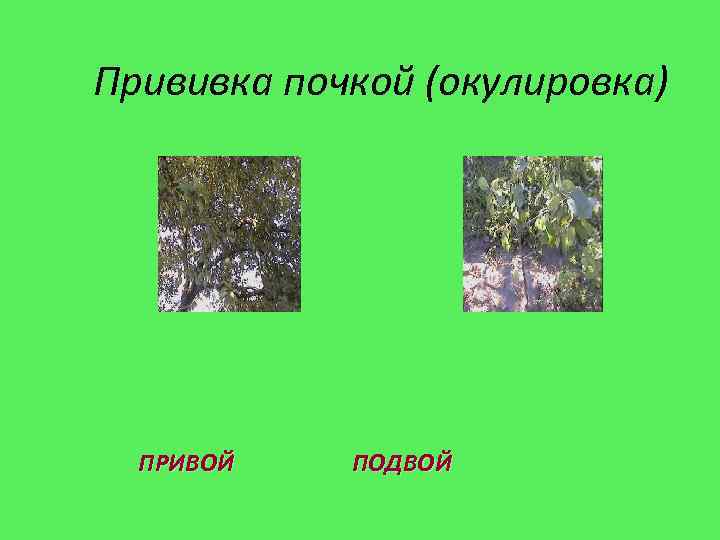 Прививка почкой (окулировка) ПРИВОЙ ПОДВОЙ 