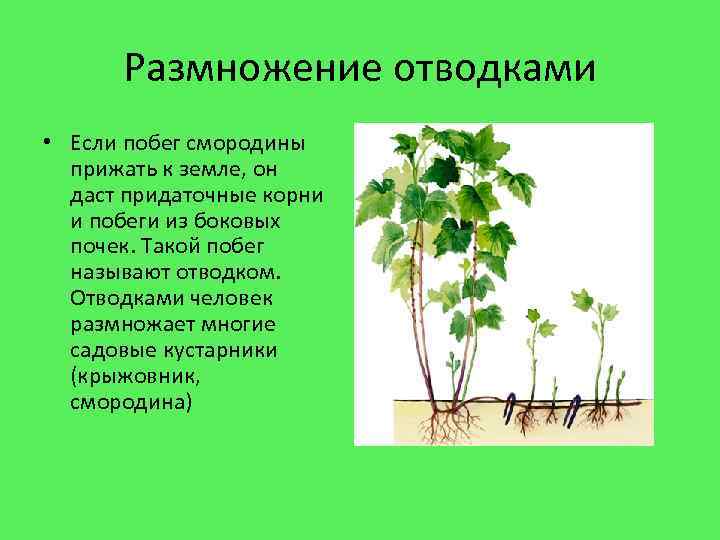Размножение отводками • Если побег смородины прижать к земле, он даст придаточные корни и