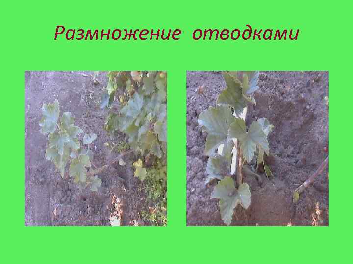 Размножение отводками 