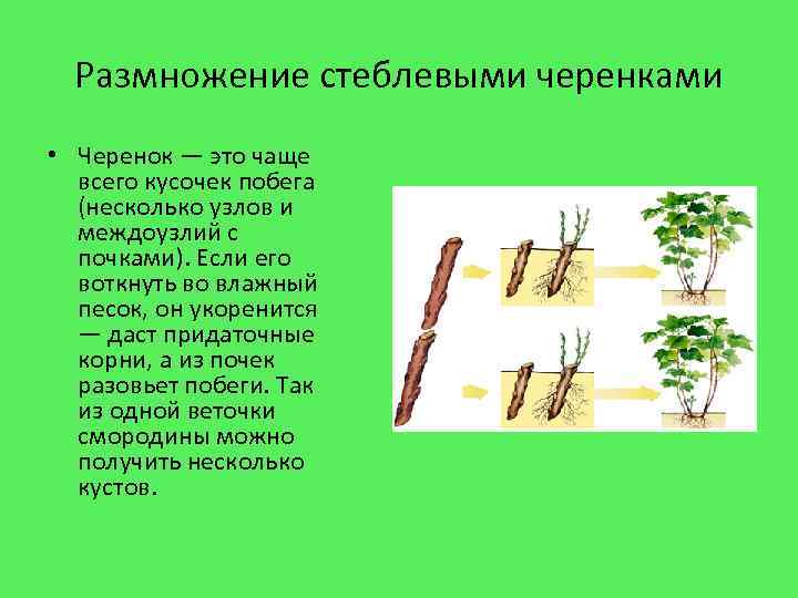 Размножение стеблевыми черенками • Черенок — это чаще всего кусочек побега (несколько узлов и