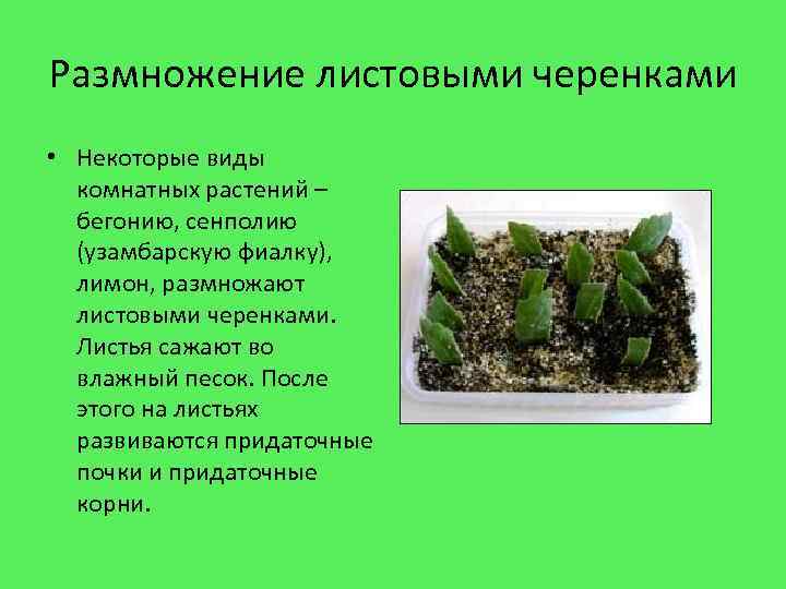 Проект по биологии 6 класс на тему вегетативное размножение растений на примере фиалки