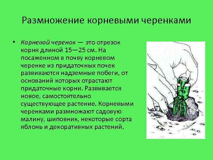Размножение корневыми черенками • Корневой черенок — это отрезок корня длиной 15— 25 см.