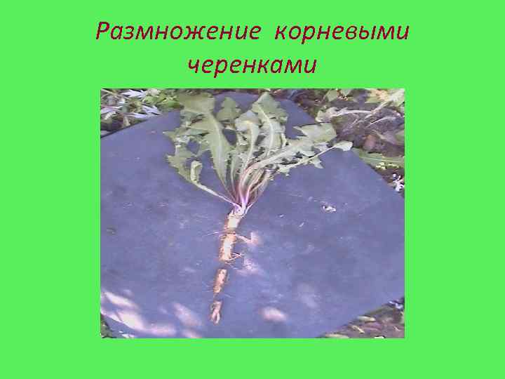 Размножение корневыми черенками 