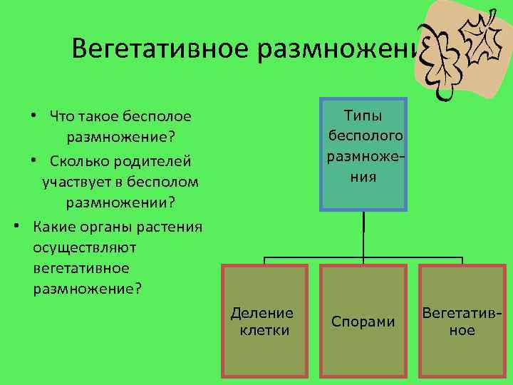 Вегетативное размножение • Что такое бесполое размножение? • Сколько родителей участвует в бесполом размножении?
