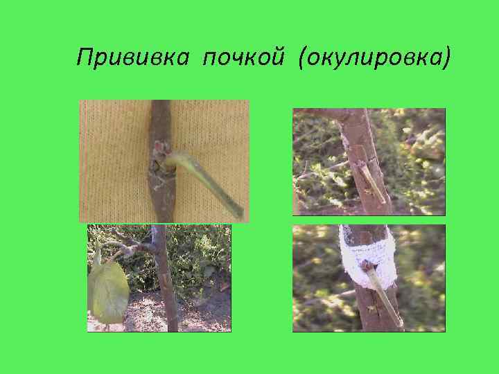 Прививка почкой (окулировка) 