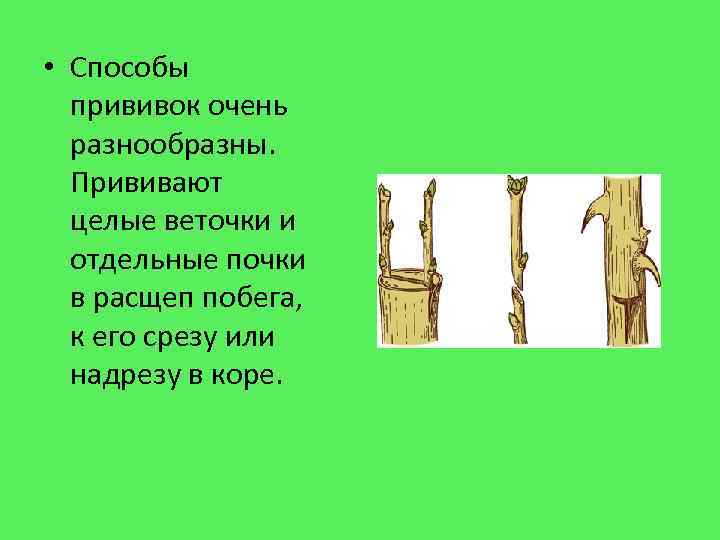  • Способы прививок очень разнообразны. Прививают целые веточки и отдельные почки в расщеп