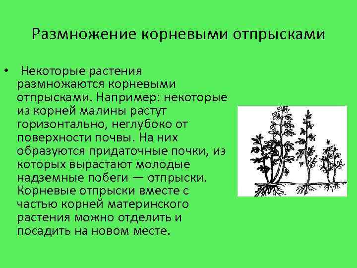 Размножение корневыми отпрысками • Некоторые растения размножаются корневыми отпрысками. Например: некоторые из корней малины