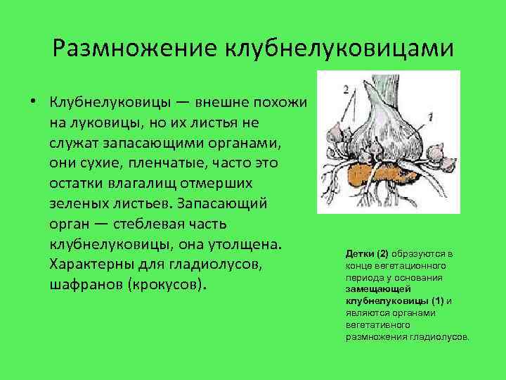 Размножение клубнелуковицами • Клубнелуковицы — внешне похожи на луковицы, но их листья не служат