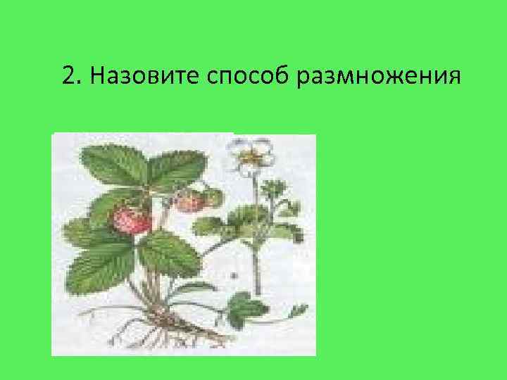 2. Назовите способ размножения 