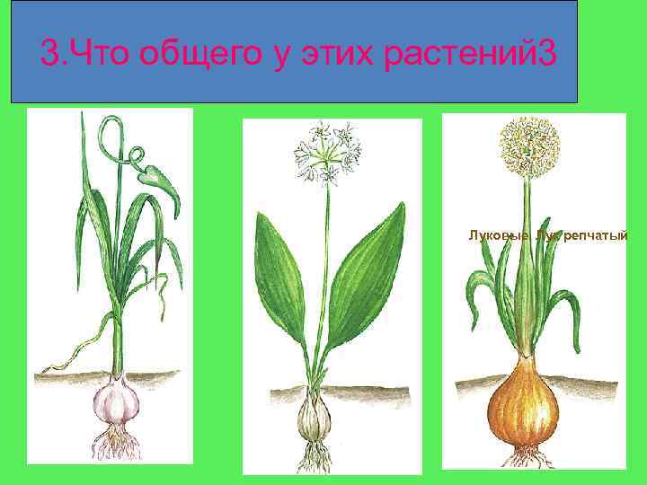 3. Что общего у этих растений 3 Луковые. Лук репчатый 