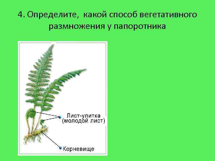 4. Определите, какой способ вегетативного размножения у папоротника 