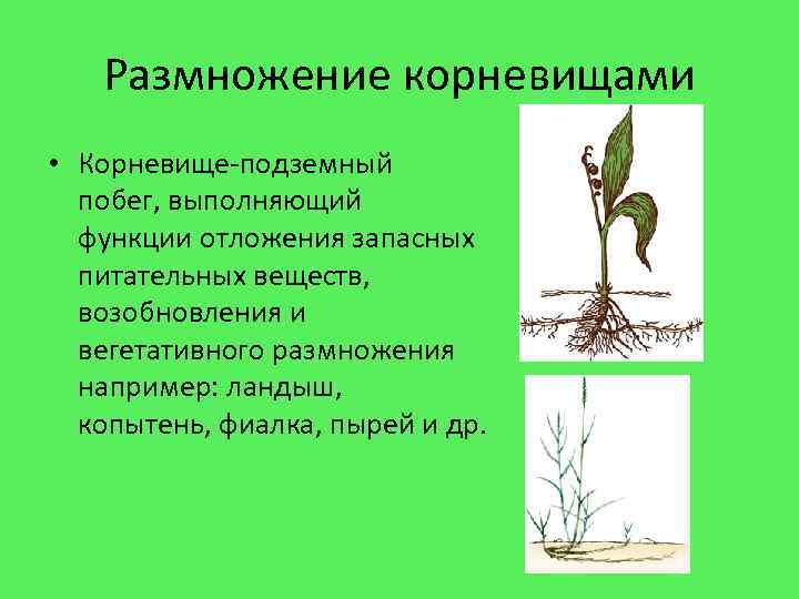Размножение корневищами • Корневище-подземный побег, выполняющий функции отложения запасных питательных веществ, возобновления и вегетативного