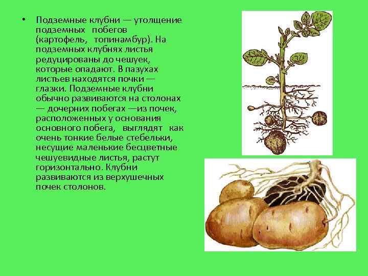  • Подземные клубни — утолщение подземных побегов (картофель, топинамбур). На подземных клубнях листья