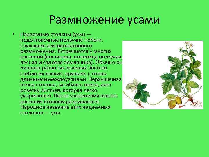 Размножение усами • Надземные столоны (усы) — недолговечные ползучие побеги, служащие для вегетативного размножения.