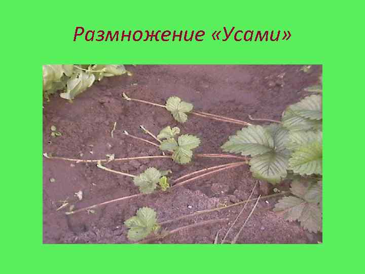 Размножение «Усами» 