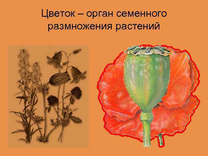 Цветок – орган семенного размножения растений 