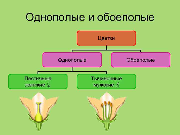 Однополые и обоеполые Цветки Однополые Пестичные женские ♀ Обоеполые Тычиночные мужские ♂ 