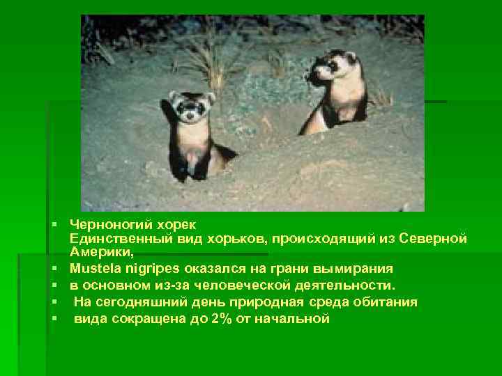 § Черноногий хорек Единственный вид хорьков, происходящий из Северной Америки, § Mustela nigripes оказался