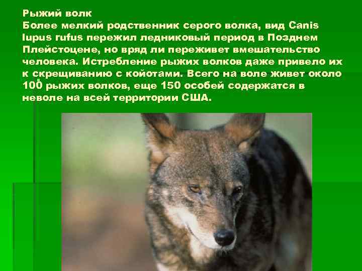 Рыжий волк Более мелкий родственник серого волка, вид Canis lupus rufus пережил ледниковый период