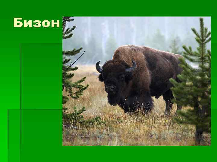 Бизон 