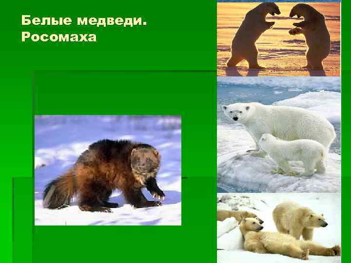 Белые медведи. Росомаха 