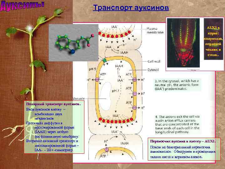 Транспорт ауксинов AUX 1 в корне: колумелла, корневой чехлик и стела. . Полярный транспорт