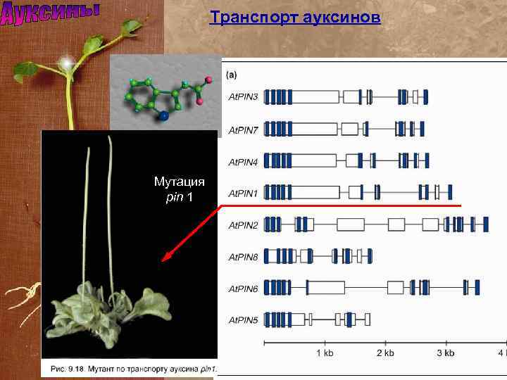 Транспорт ауксинов Мутация pin 1 