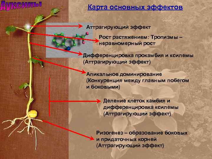 Карта основных эффектов Аттрагирующий эффект Рост растяжением: Тропизмы – неравномерный рост Дифференцировка прокамбия и