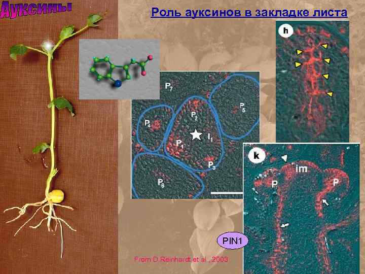 Роль ауксинов в закладке листа PIN 1 From D. Reinhardt et al. , 2003