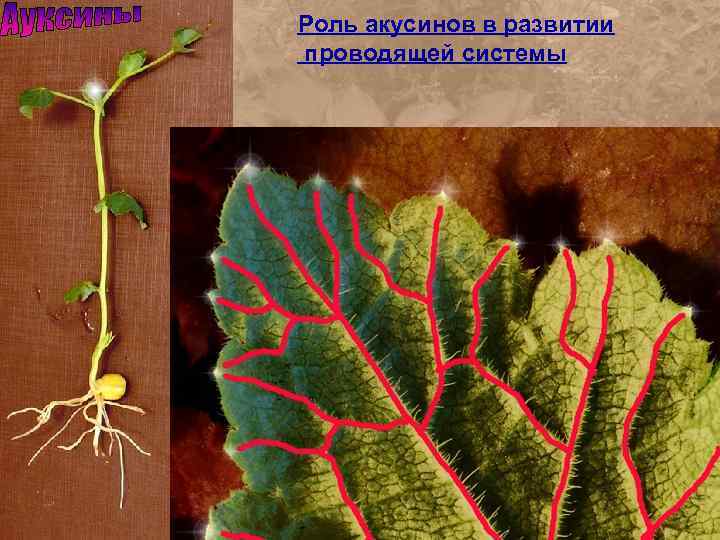 Роль акусинов в развитии проводящей системы 