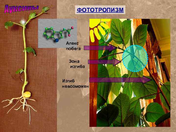 ФОТОТРОПИЗМ Апекс побега Зона изгиба Изгиб невозможен 