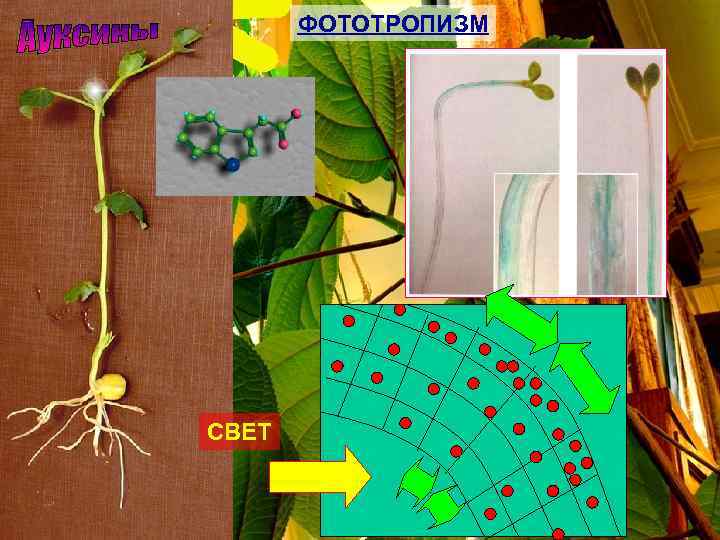 ФОТОТРОПИЗМ СВЕТ 