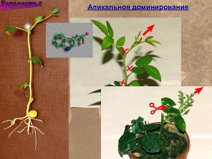 Апикальное доминирование 