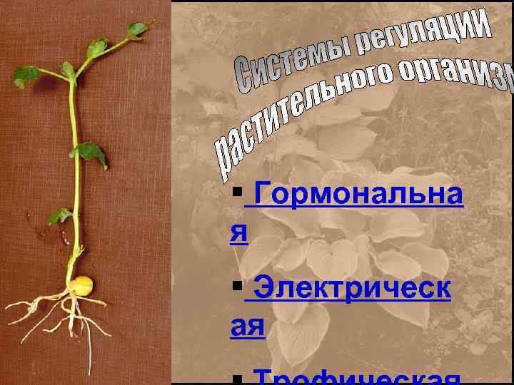 § Гормональна я § Электрическ ая 