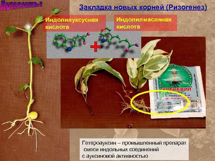 Закладка новых корней (Ризогенез) Индолилуксусная кислота Индолилмасляная кислота Гетероауксин – промышленный препарат смеси индольных
