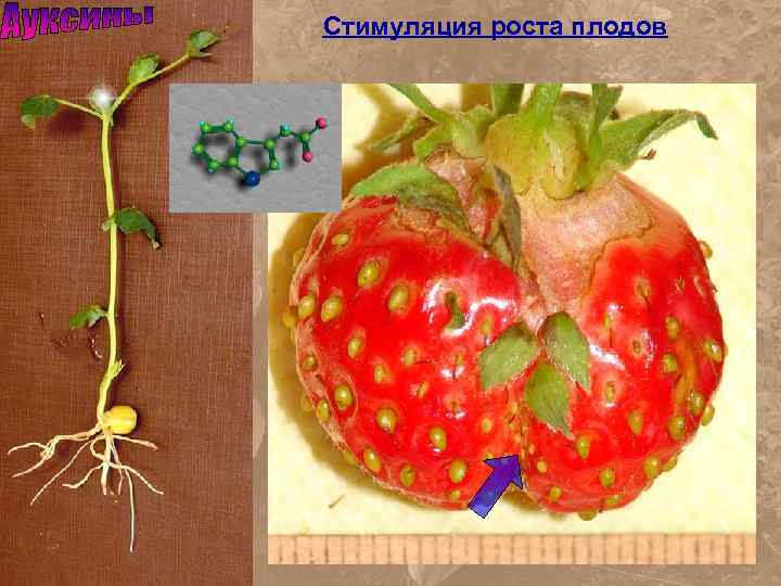 Стимуляция роста плодов 