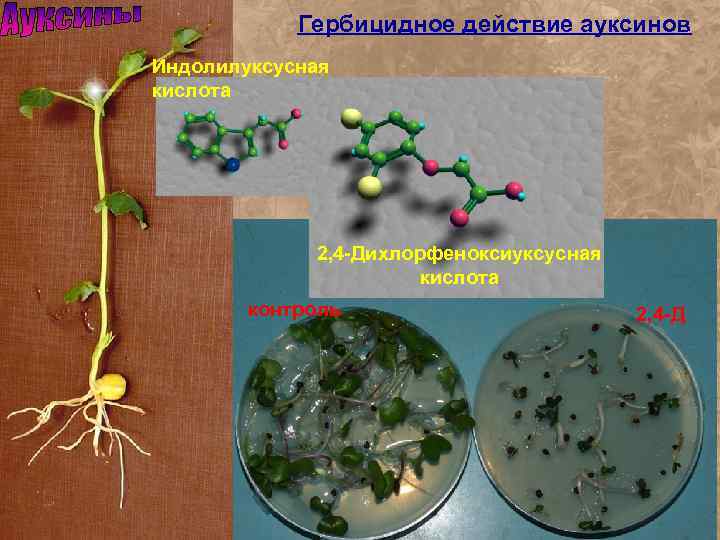 Гербицидное действие ауксинов Индолилуксусная кислота 2, 4 -Дихлорфеноксиуксусная кислота контроль 2, 4 -Д 