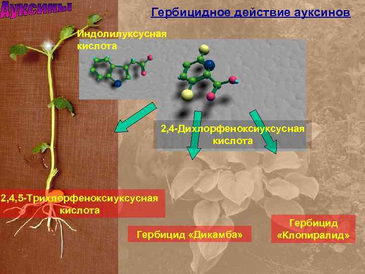 Гербицидное действие ауксинов Индолилуксусная кислота 2, 4 -Дихлорфеноксиуксусная кислота 2, 4, 5 -Трихлорфеноксиуксусная кислота