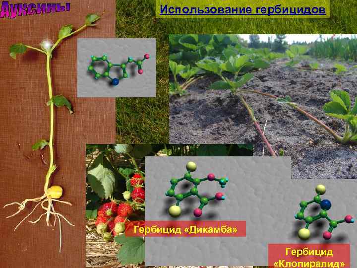 Использование гербицидов Гербицид «Дикамба» Гербицид «Клопиралид» 
