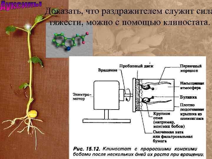 Доказать, что раздражителем служит сила тяжести, можно с помощью клиностата. 