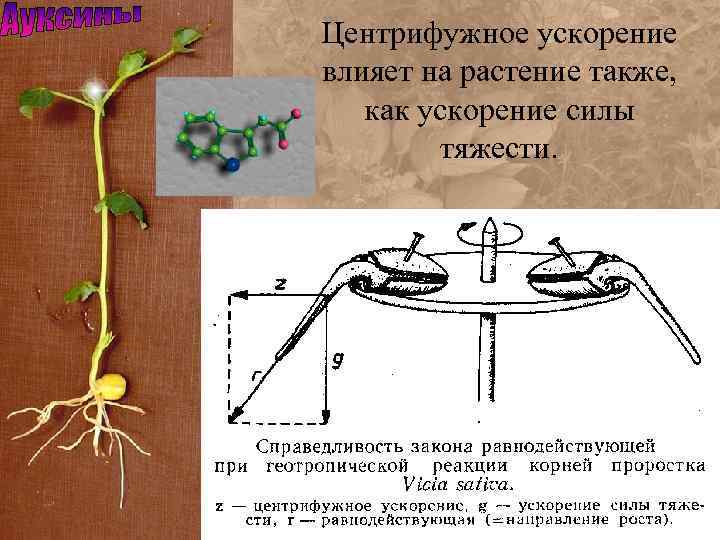 Центрифужное ускорение влияет на растение также, как ускорение силы тяжести. 