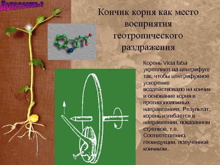 Конец кончик корень. Проявление раздражимости у растений. Хромосомы Fabaceae Vicia Faba. Основание корня. Игра раздражимость растений.