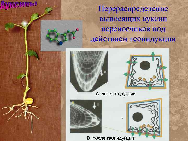 Перераспределение выносящих ауксин переносчиков под действием геоиндукции A. до геоиндукции B. после геоиндукции 