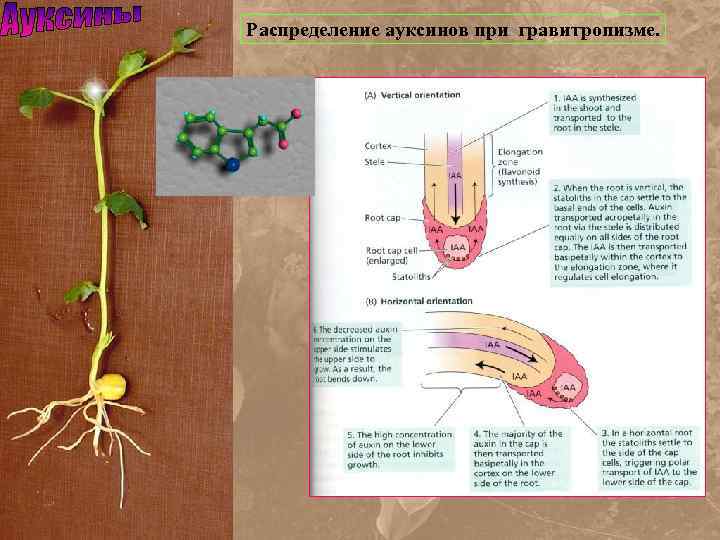 Распределение ауксинов при гравитропизме. 