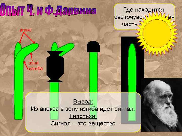 Где находится светочувствительная часть растения? апекс зона изгиба Вывод: Из апекса в зону изгиба