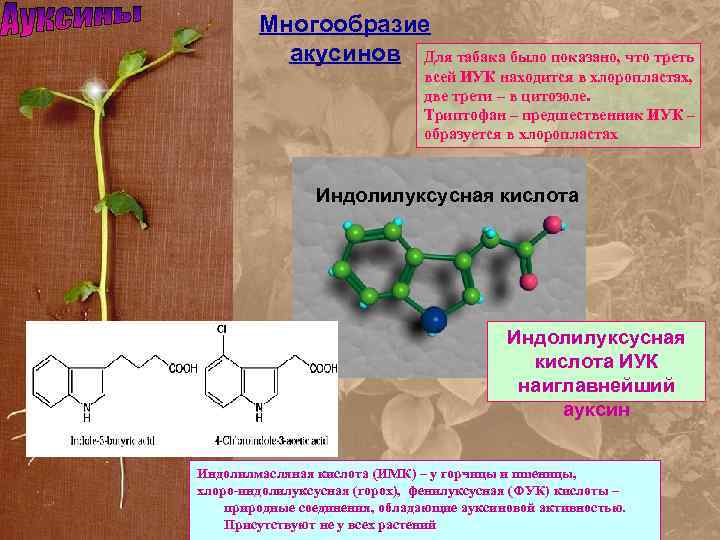 Многообразие акусинов Для табака было показано, что треть всей ИУК находится в хлоропластах, две