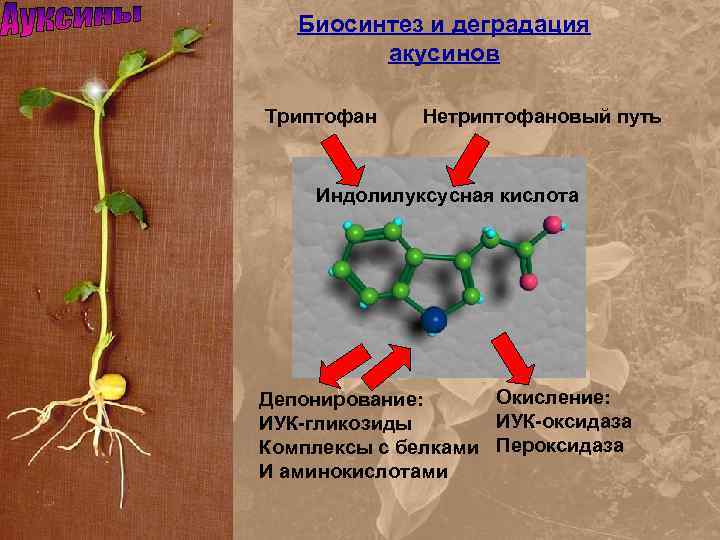 Биосинтез и деградация акусинов Триптофан Нетриптофановый путь Индолилуксусная кислота Окисление: Депонирование: ИУК-оксидаза ИУК-гликозиды Комплексы